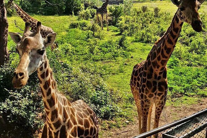 2-Days Masai Mara Getaway