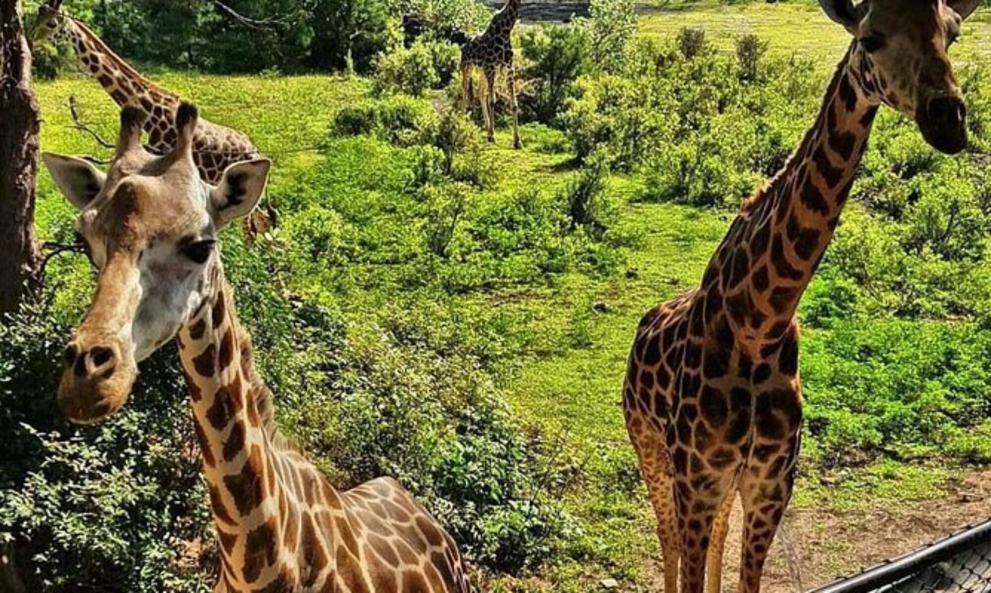 Kenya Safari