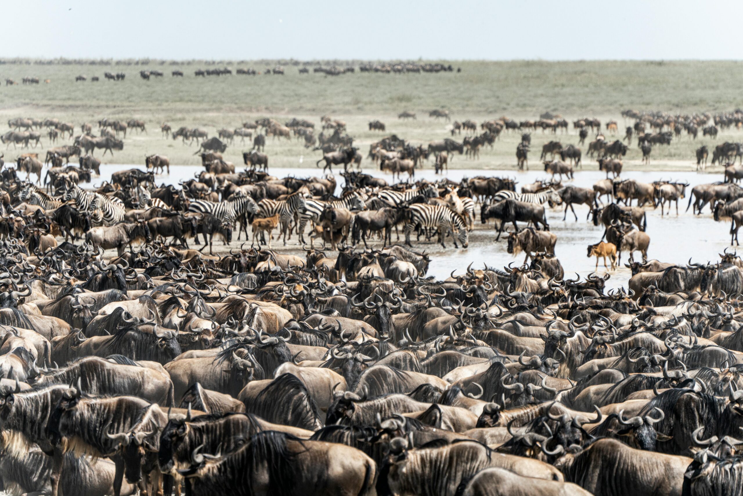 3 Days Maasai Mara Migration
