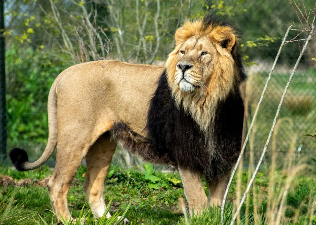 Kenya and Tanzania Safaris