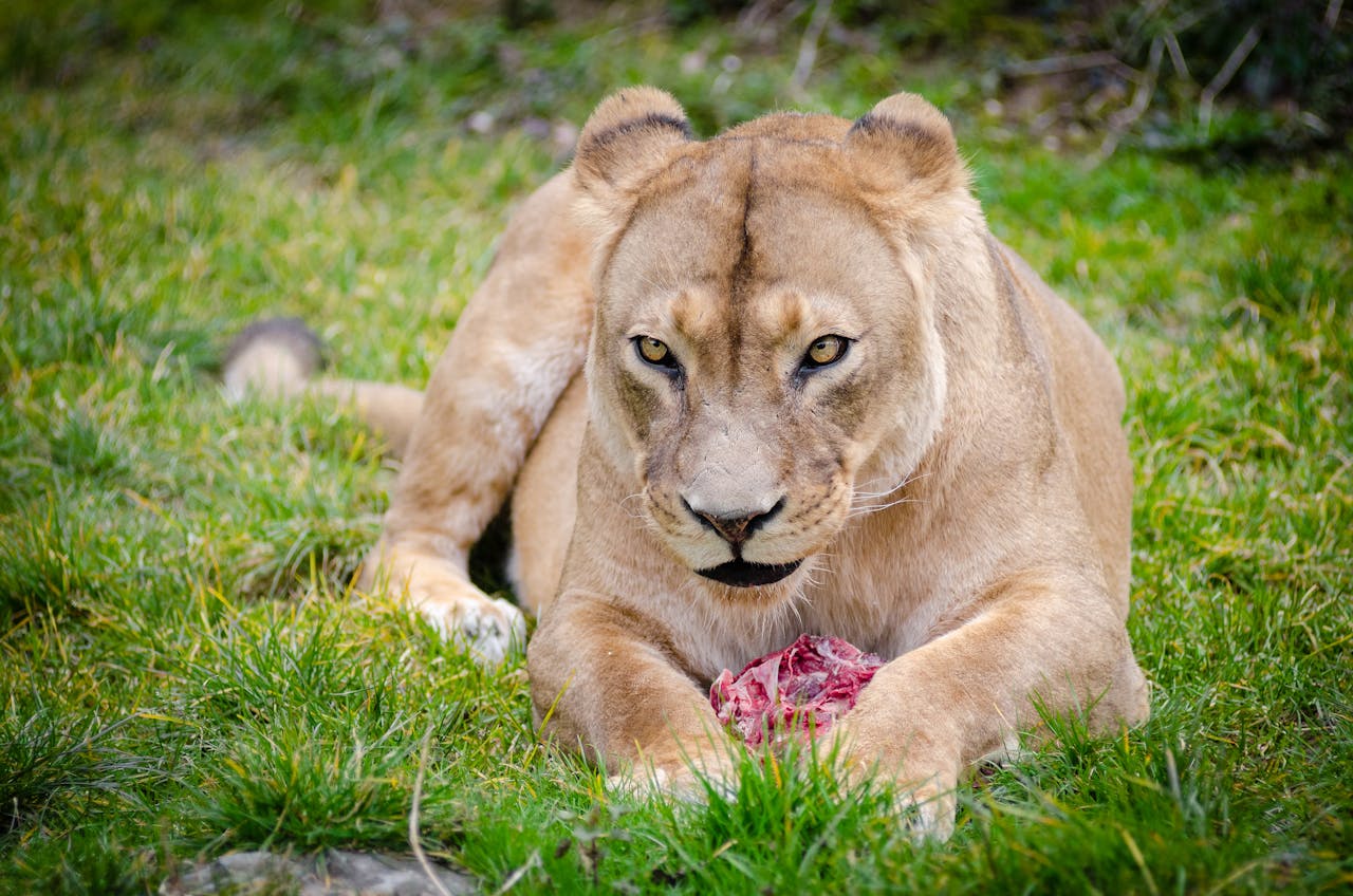 10 Days Kenya & Tanzania Lodge Safari
