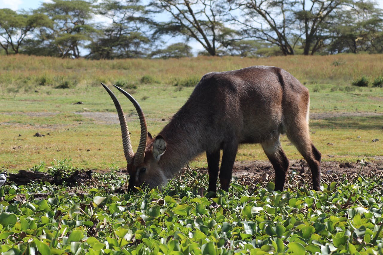 mara and beyond safaris