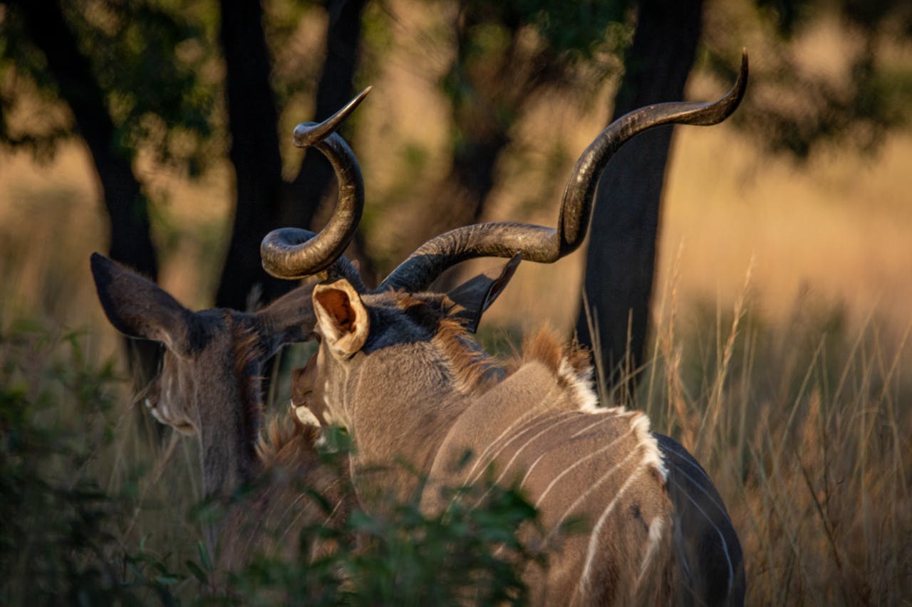 Tanzania Safaris