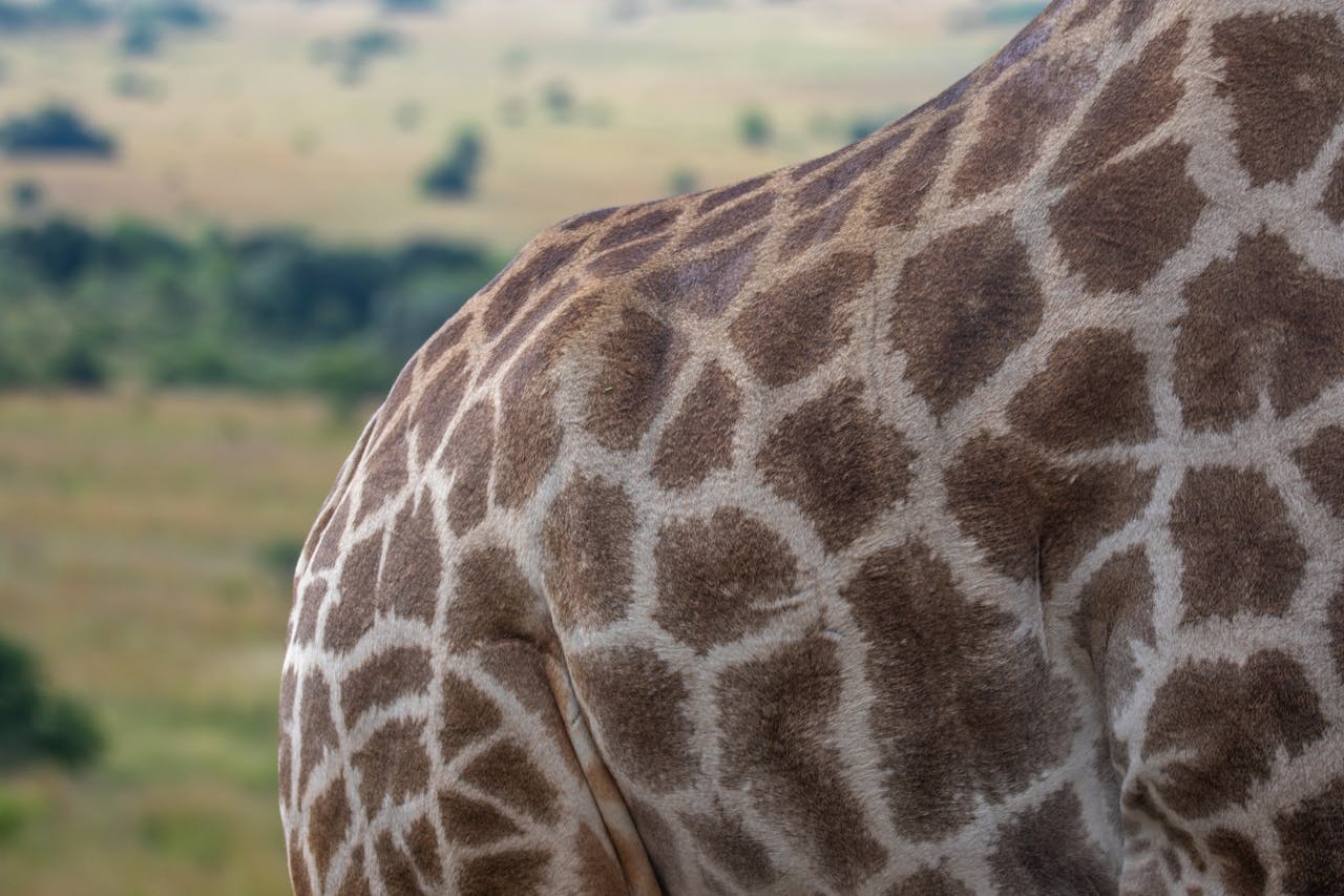 11-Days Kenya & Tanzania Lodge Safari