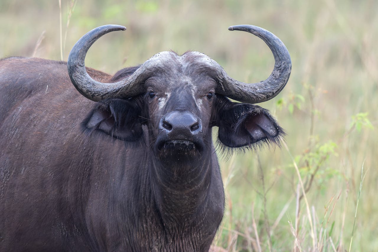 8 Days Kenya Budget Safari.