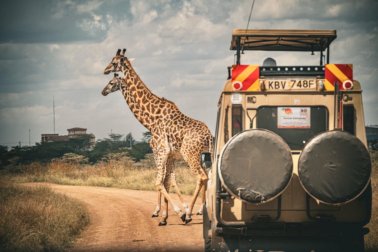 Kenya & Tanzania Budget Safari